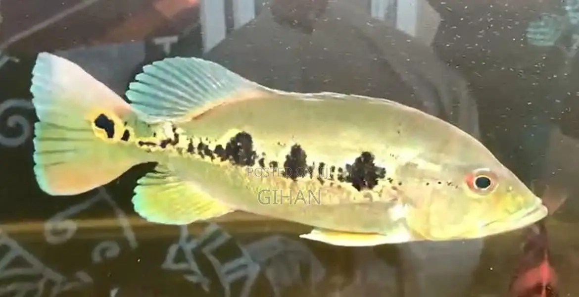 Peacock Bass Fish