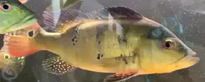 Peacock Bass Fish