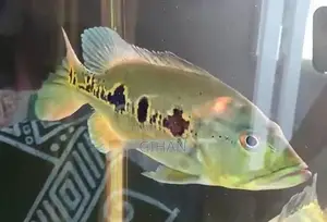 Peacock Bass Fish