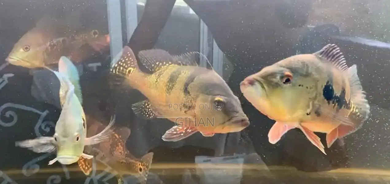 Peacock Bass Fish
