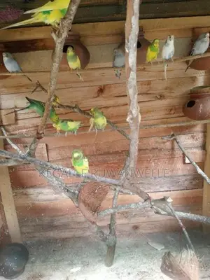 Love Birds