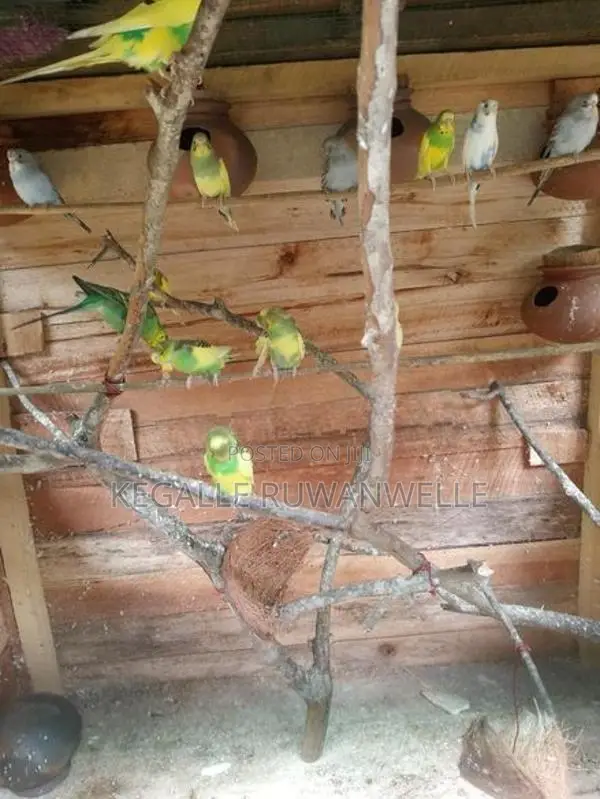Love Birds