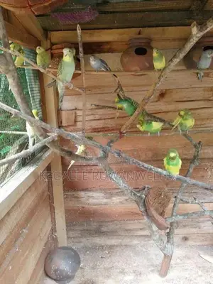 Love Birds