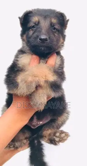 Long coat german shepherd puppy