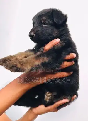 Long coat german shepherd puppy
