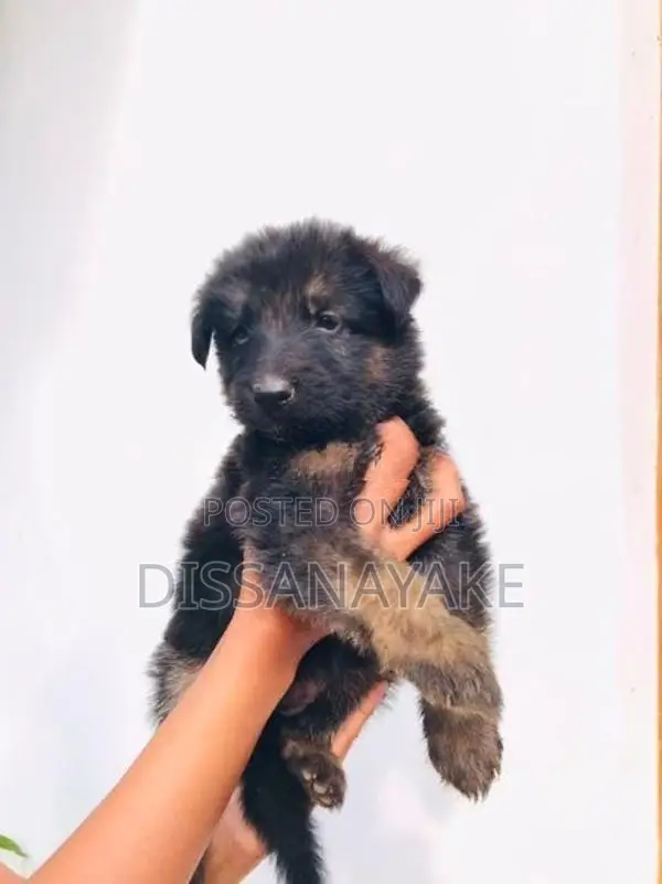 Long coat german shepherd puppy