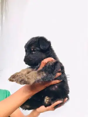 Long coat german shepherd puppy