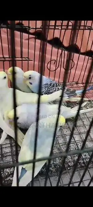 Rainbow Love Bird