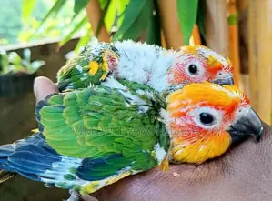 sun conure chicks hand feed