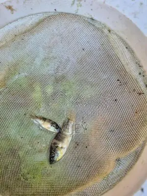 Mozambique Fish