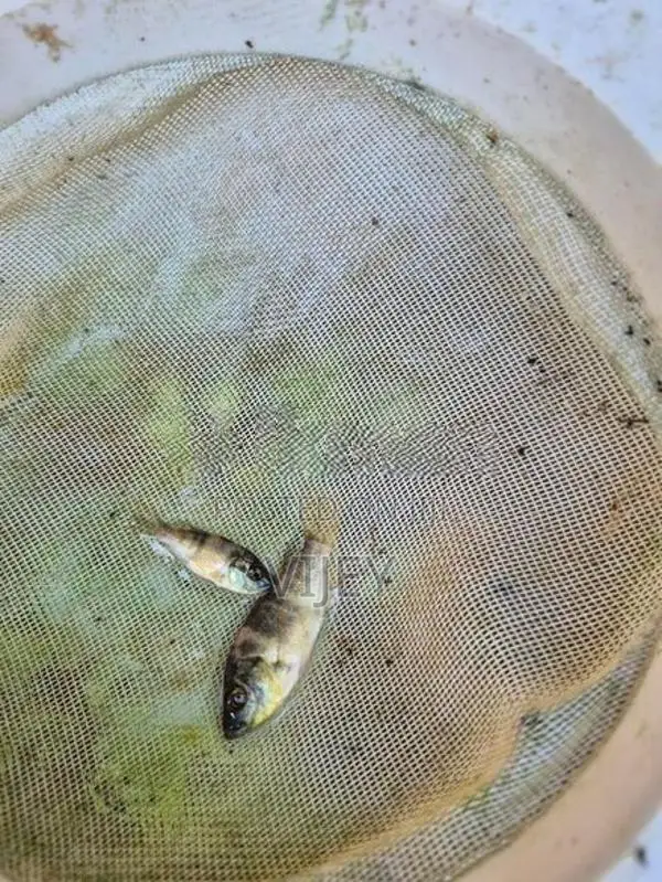 Mozambique Fish
