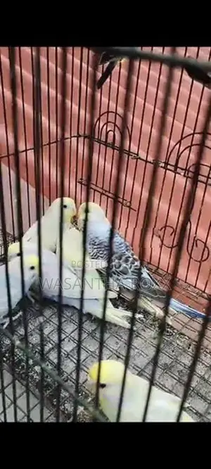 Rainbow Love Bird