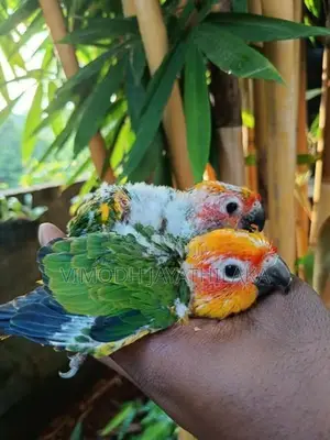 sun conure chicks hand feed