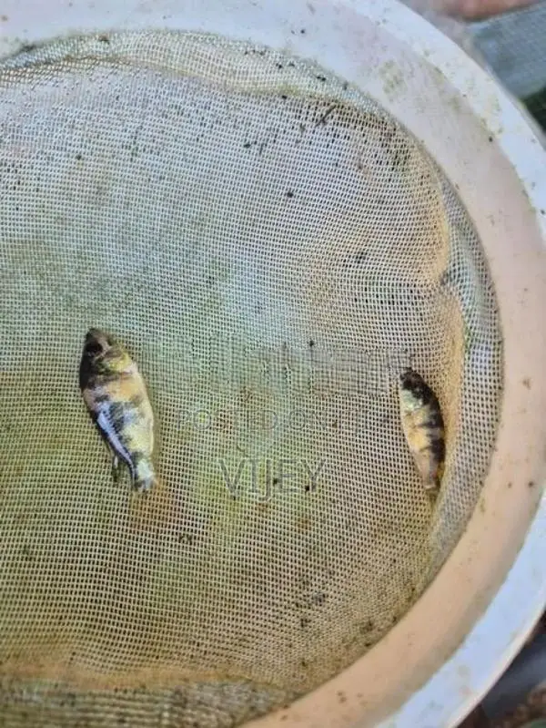 Mozambique Fish