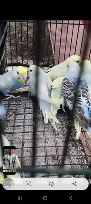 Rainbow Love Bird