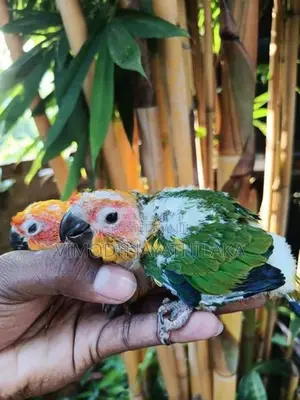 sun conure chicks hand feed
