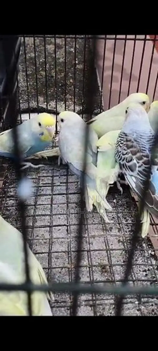 Rainbow Love Bird