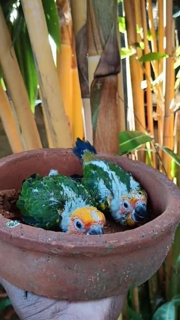sun conure chicks hand feed
