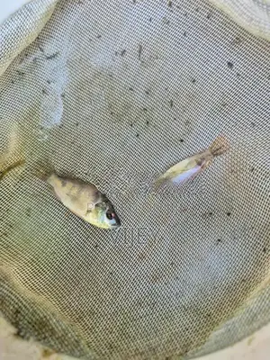 Mozambique Fish
