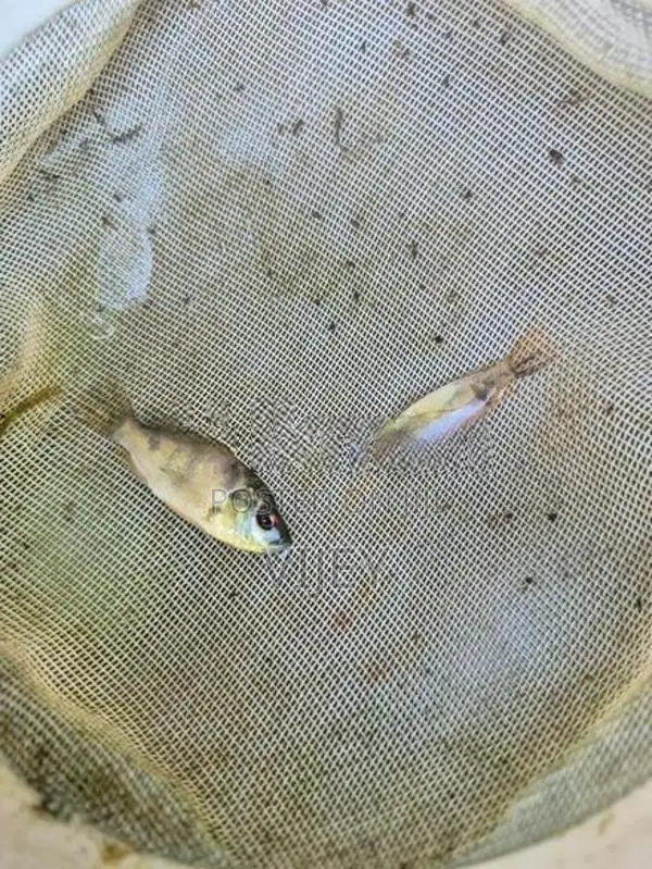 Mozambique Fish