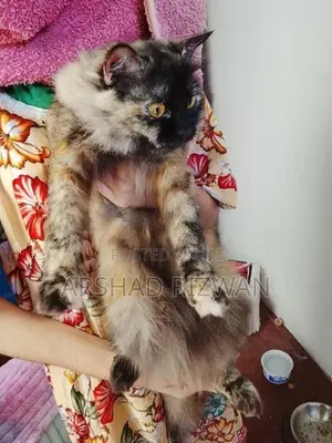 Persian Cat
