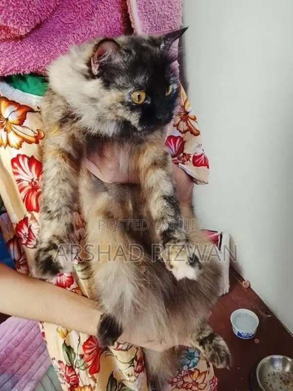 Persian Cat