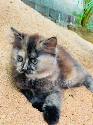Persian Kittens