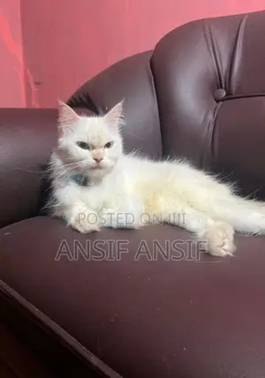Persian Cat