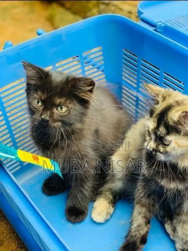 Persian Kittens