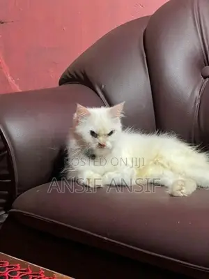 Persian Cat