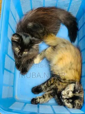 Persian Kittens