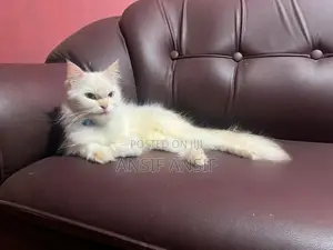 Persian Cat