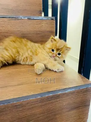 Persion Kitten