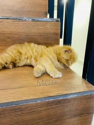 Persion Kitten