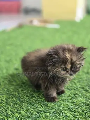 Persian kittens - Koko / mint
