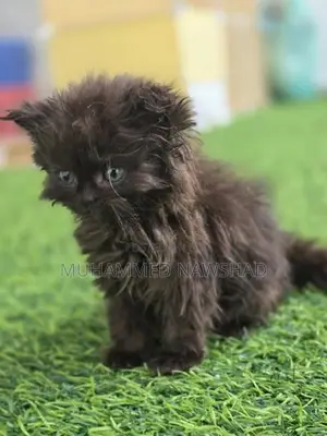 Persian kittens - Koko / mint