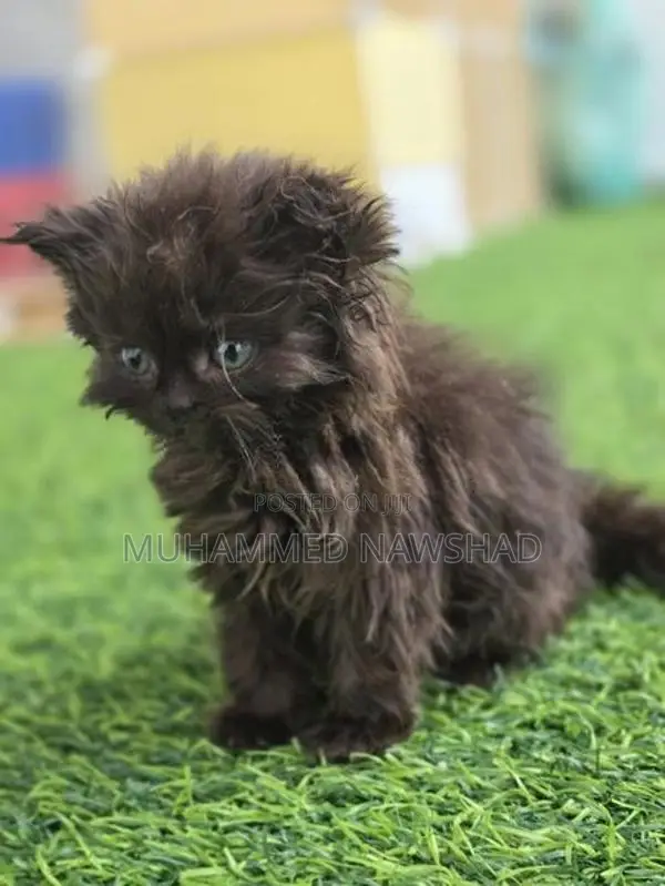 Persian kittens - Koko / mint