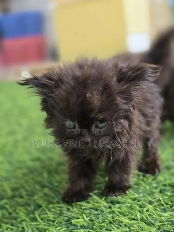 Persian kittens - Koko / mint