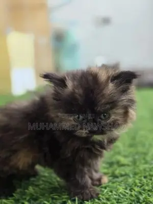 Persian kittens - Koko / mint