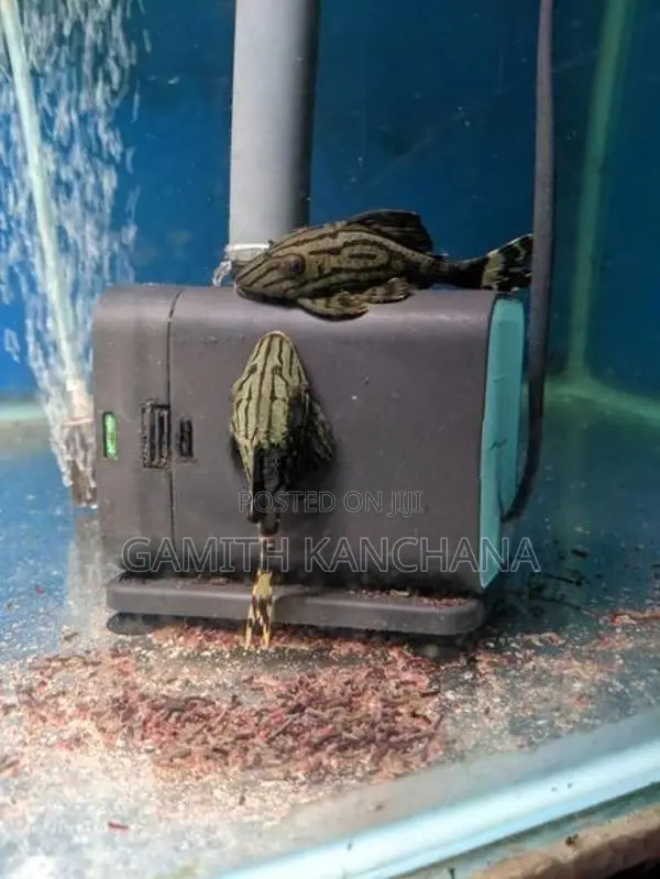 Royal Pleco Fish