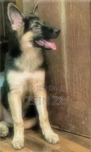 German Shepherd Puppy