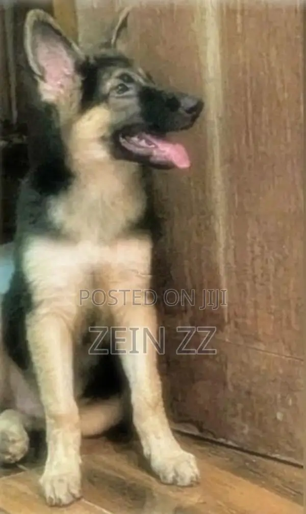 German Shepherd Puppy
