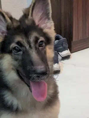 German Shepherd Puppy