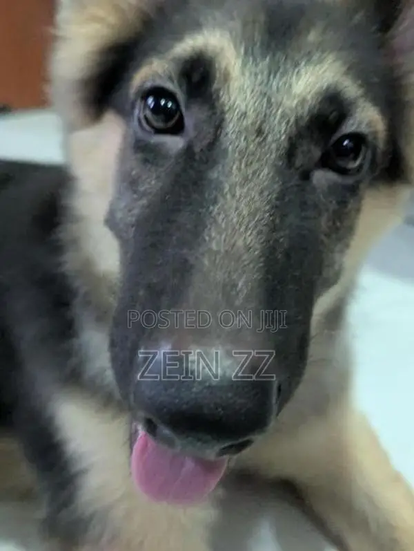 German Shepherd Puppy