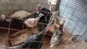 Turkey Chicken