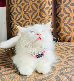 Persian Cat Female