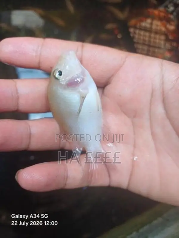 White Parrot Fish