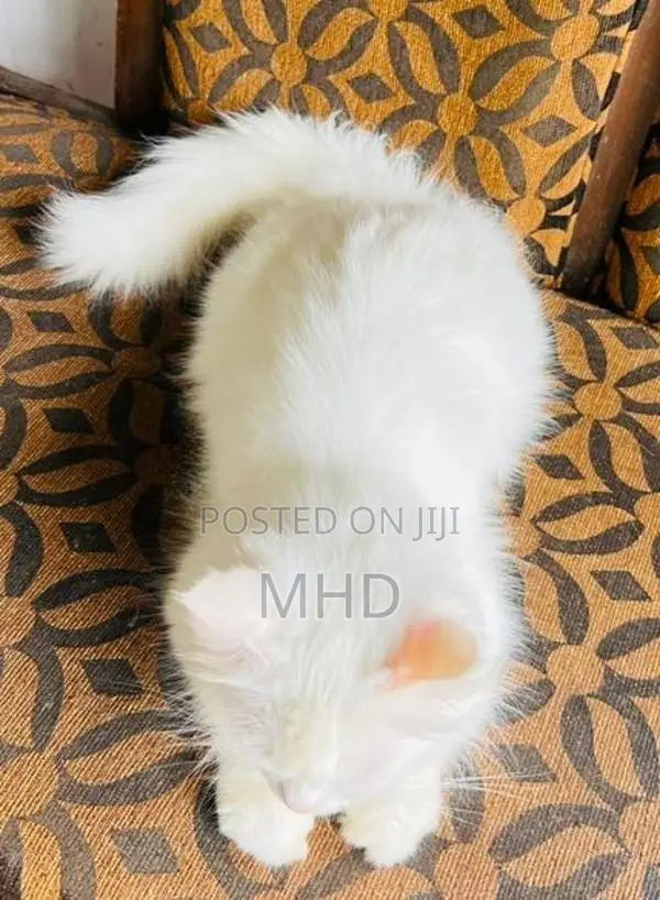 Persian Cat Female