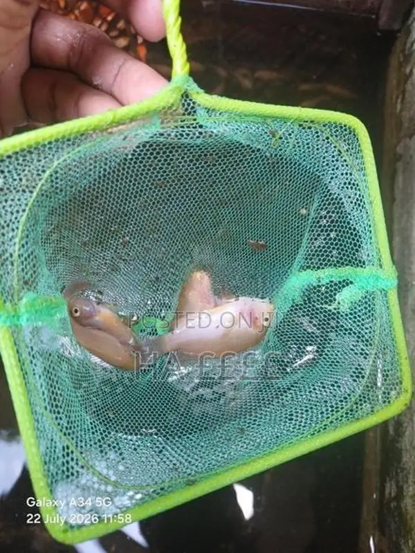 White Parrot Fish