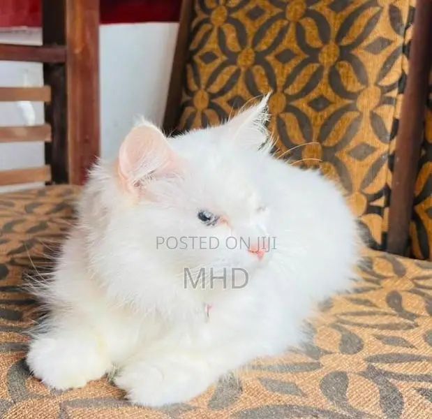 Persian Cat Female